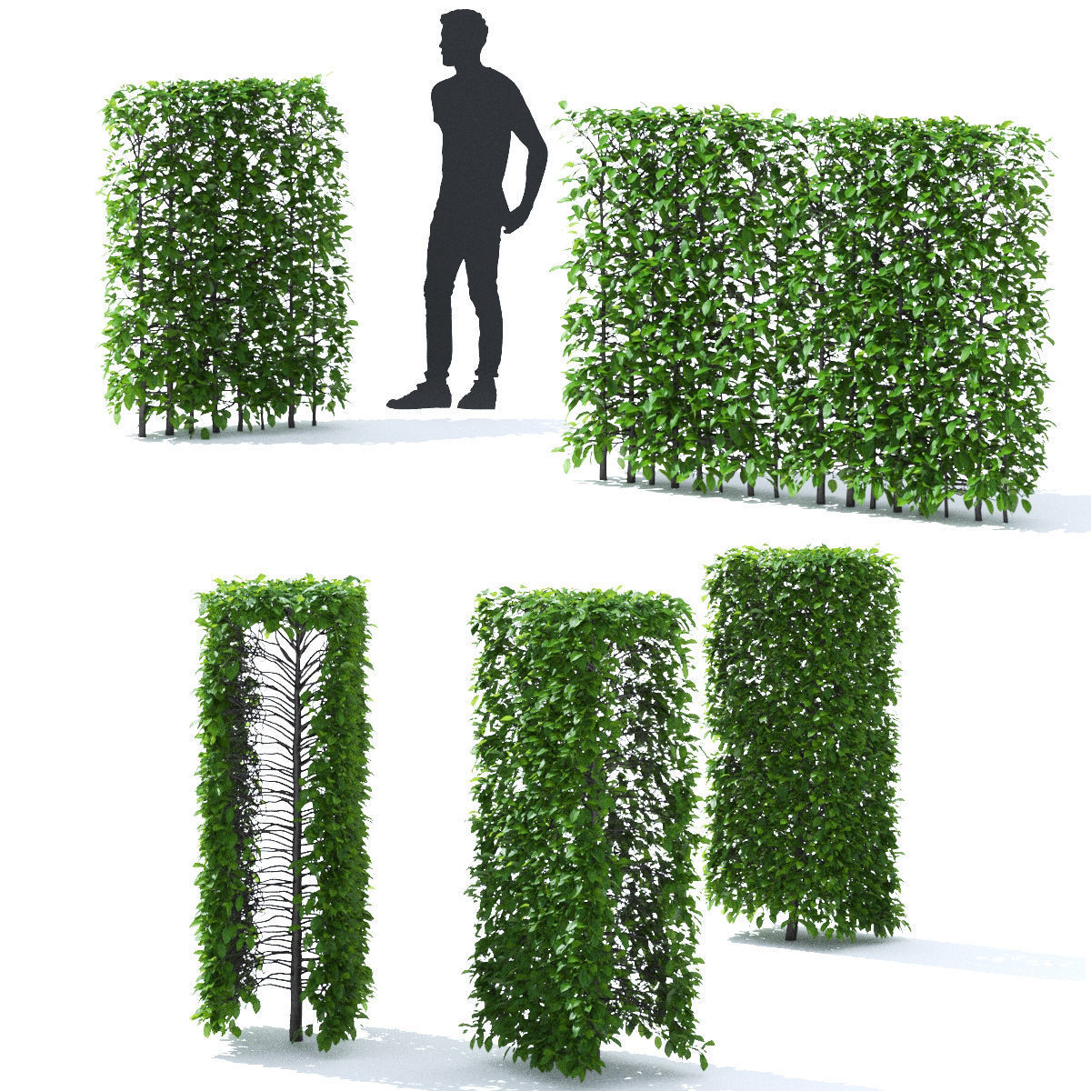 Carpinus betulus hedge 3D model_4