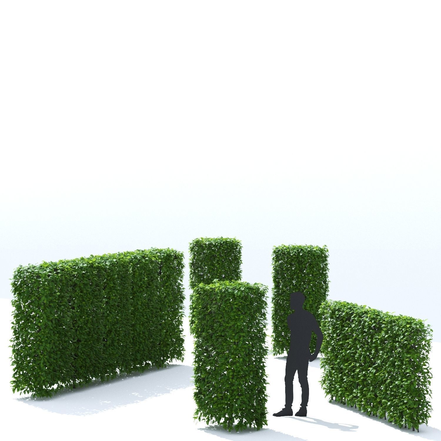 Carpinus betulus hedge 3D model_2