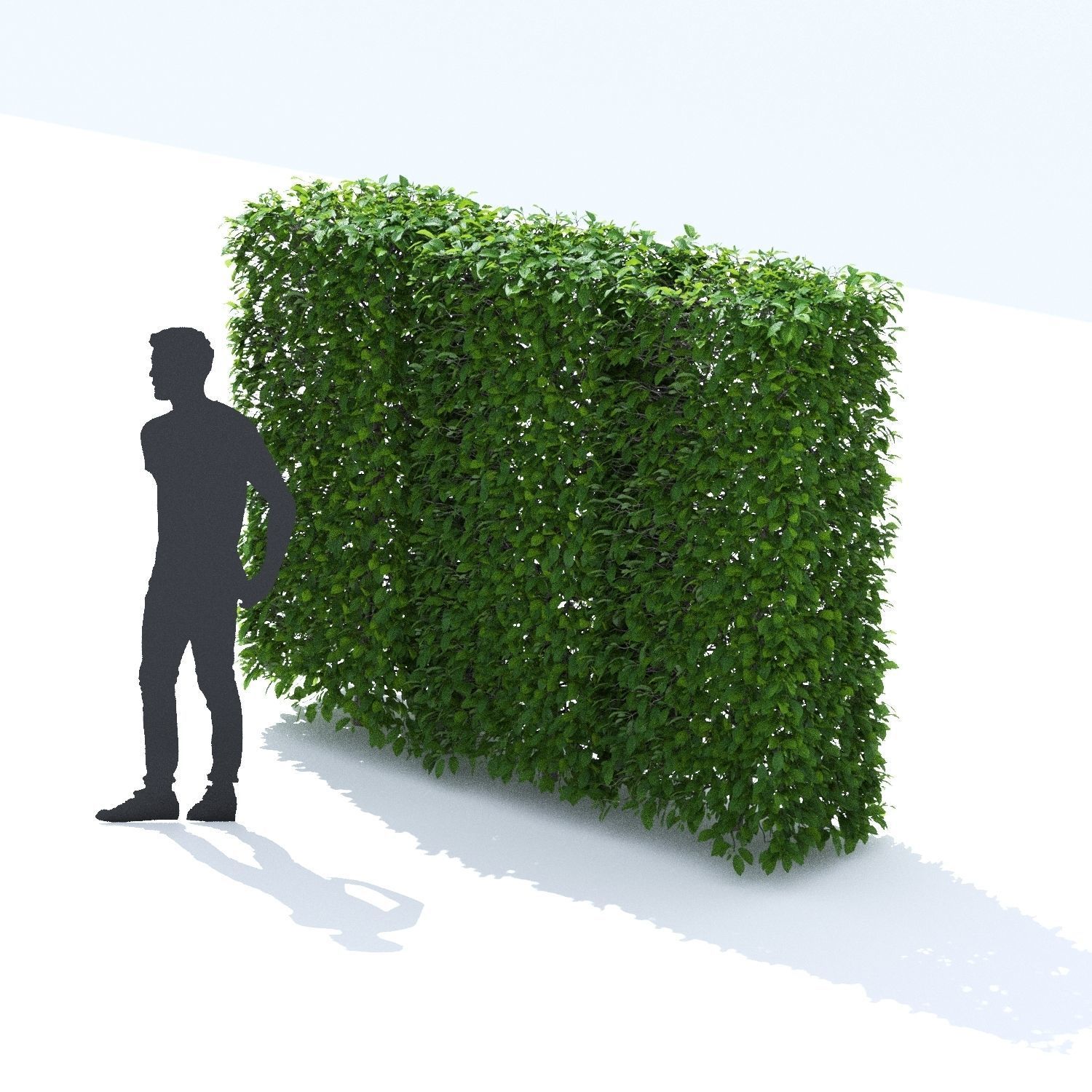 Carpinus betulus hedge 3D model_1
