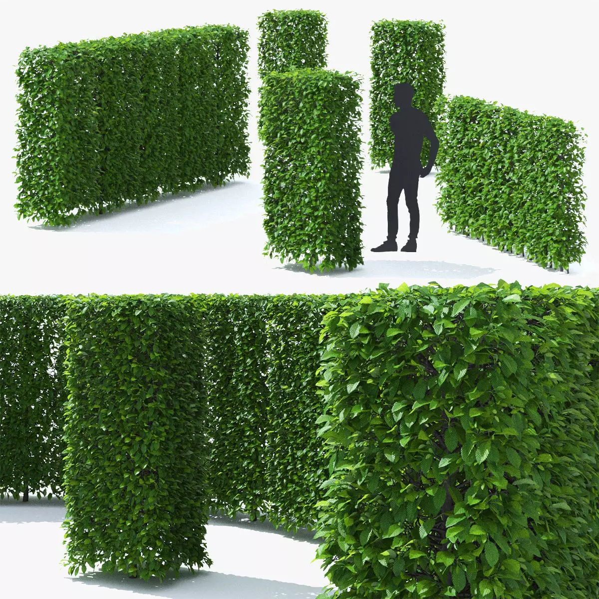 Carpinus betulus hedge 3D model_0