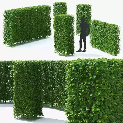 Carpinus betulus hedge 3D model