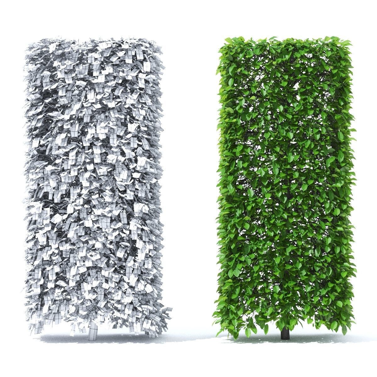 Carpinus betulus hedge 3D model_3