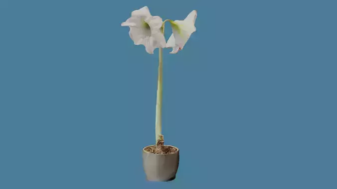 Tall Potted White Amaryllis Flower Photoscan
