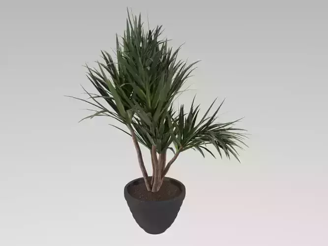 indoor plant 