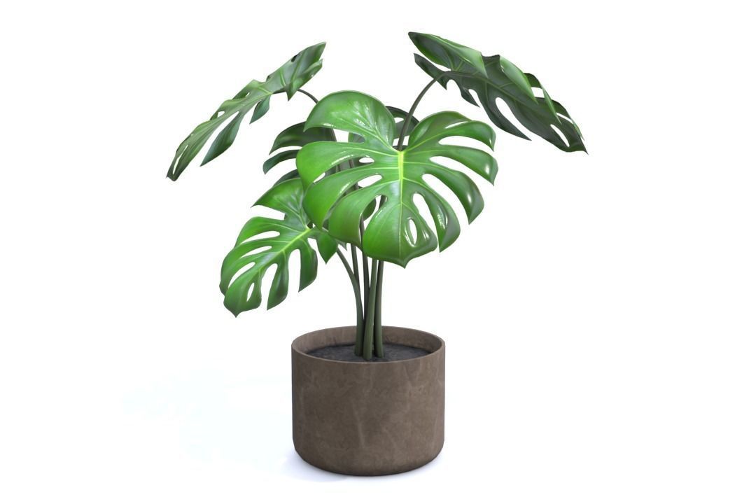 3D model Monstera B02 VR / AR / low-poly | CGTrader