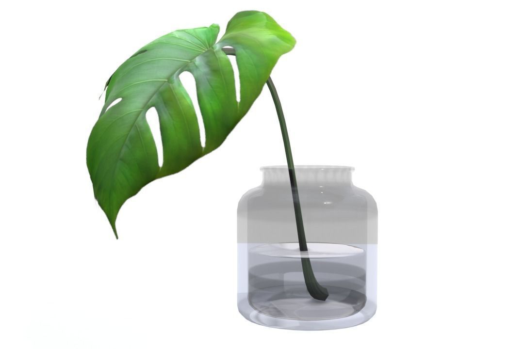 Monstera B03 Low-poly 3D model_1