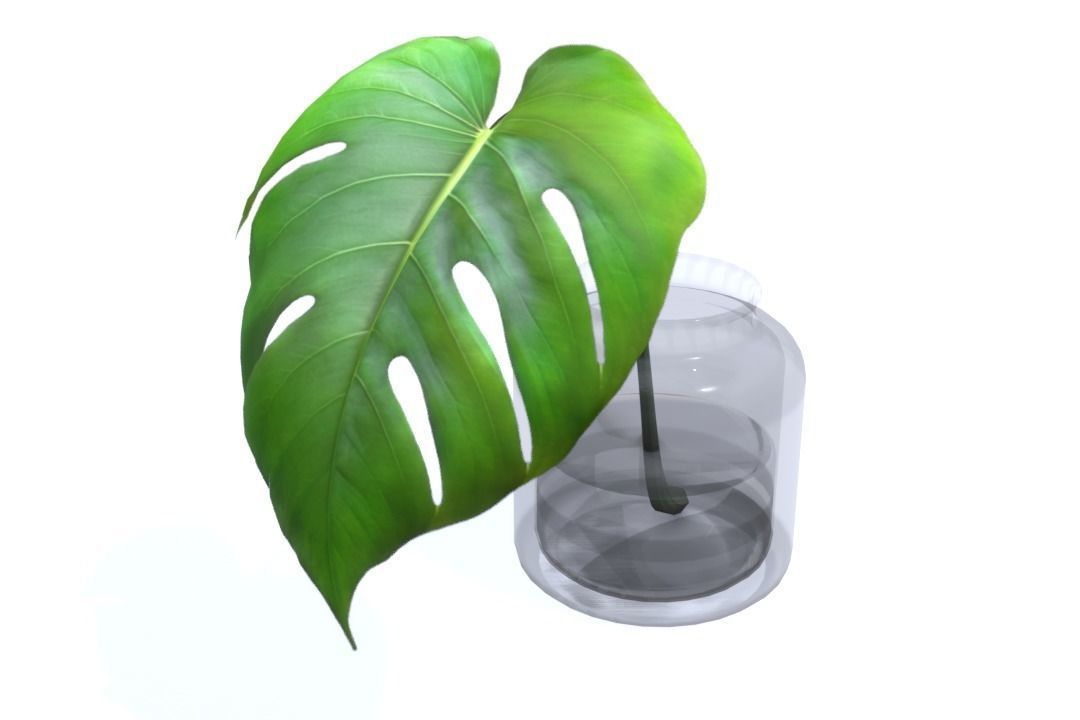 Monstera B03 Low-poly 3D model_2
