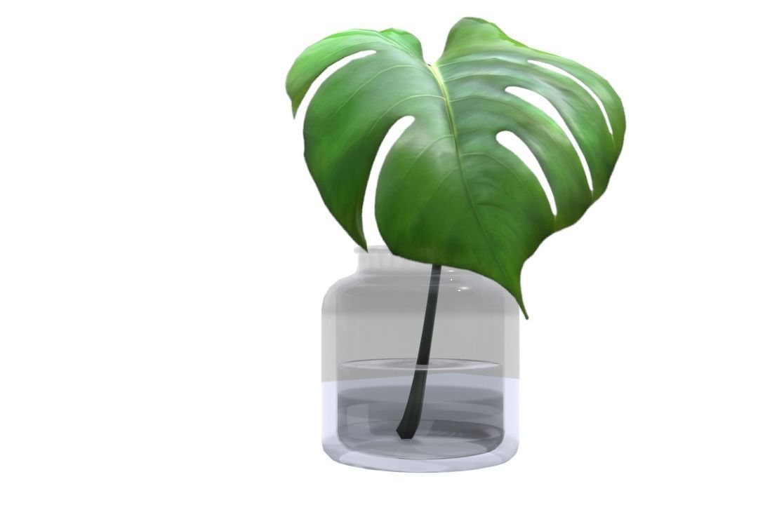 Monstera B03 Low-poly 3D model_3