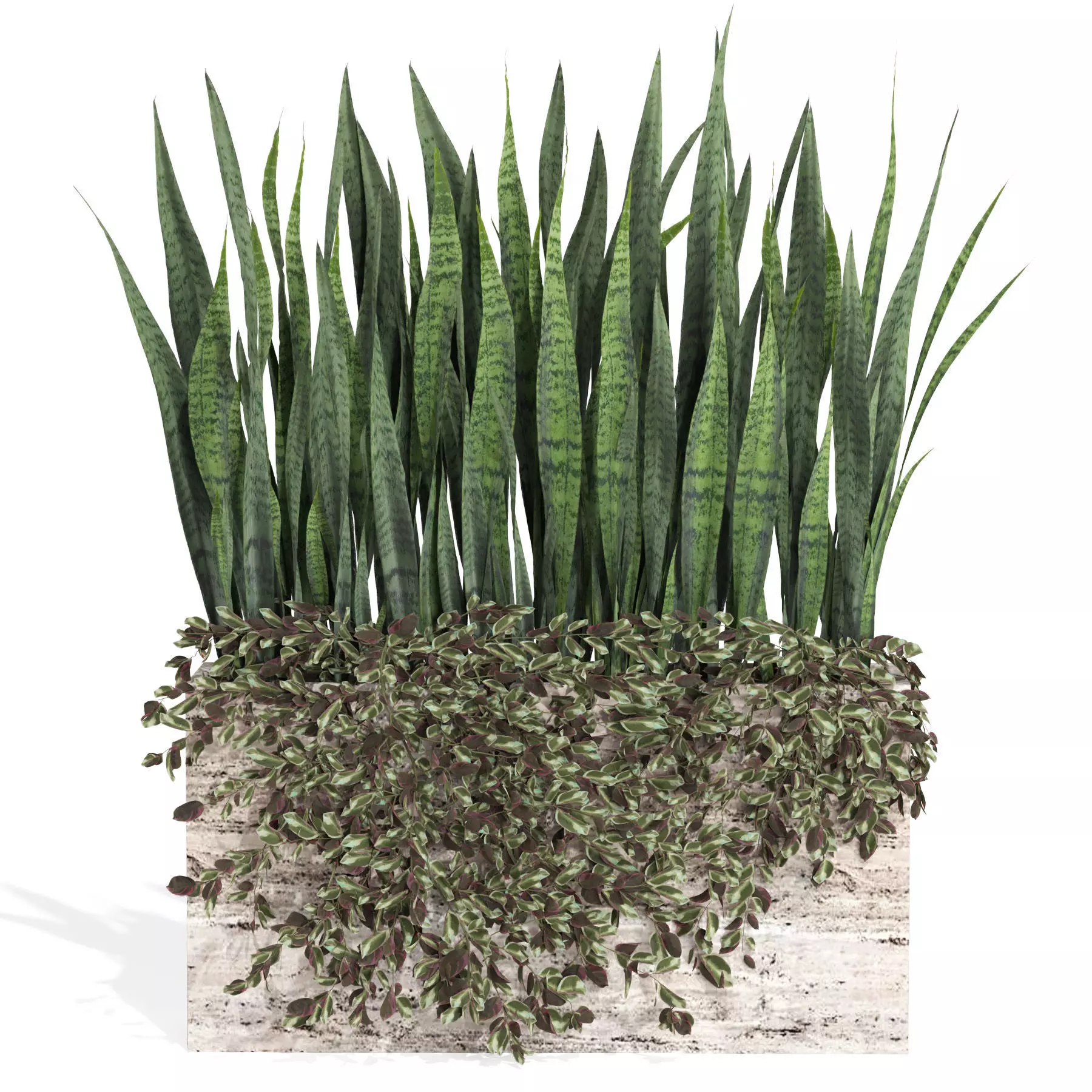 outdoor indoor plant008 sansevieria collection01 3D model