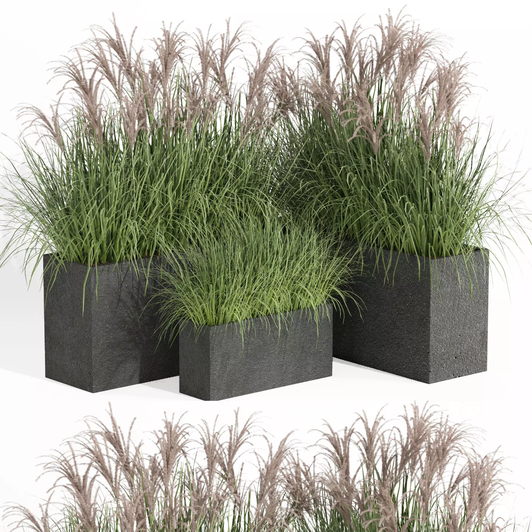 outdoor plant006 Miscanthus sinensis Kleine Silberspinne 3D model