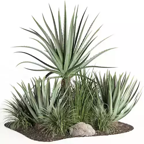 outdoor plant003 Aloevera Agave MacDougalii bush collection  3D model