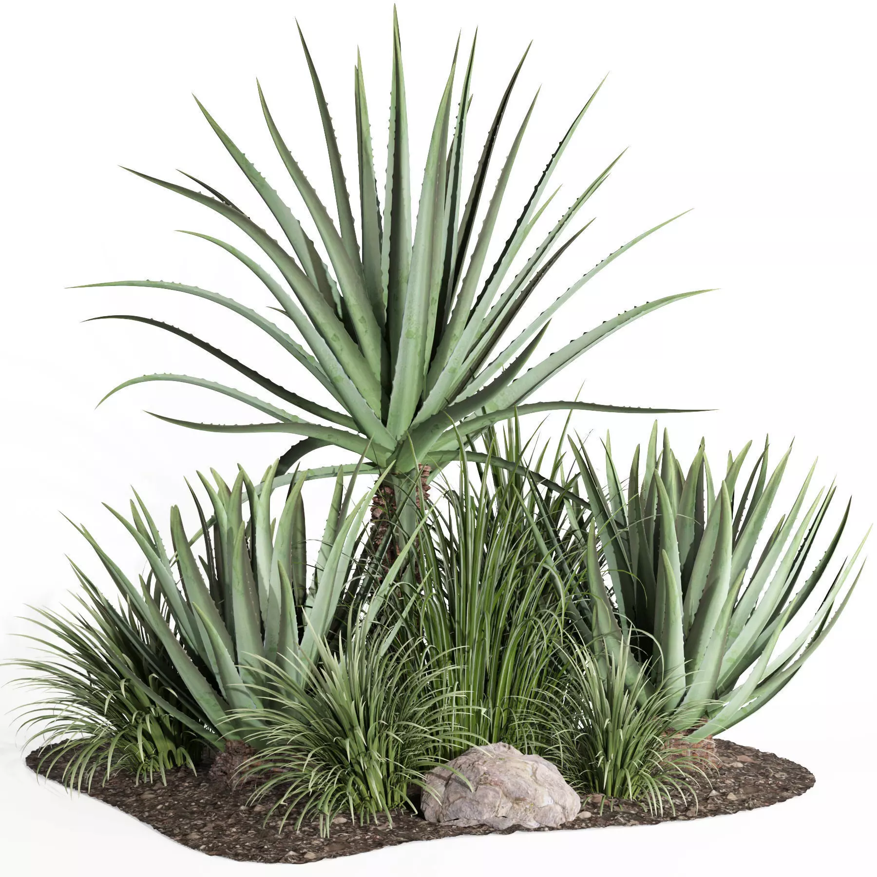 outdoor plant003 Aloevera Agave MacDougalii bush collection 3D model