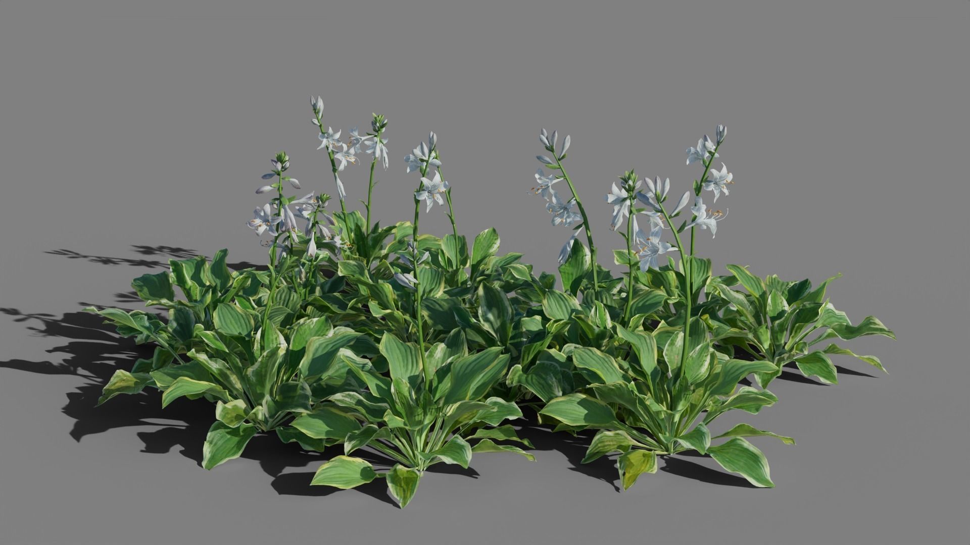 Hosta VFX Grace Low-poly 3D model_2