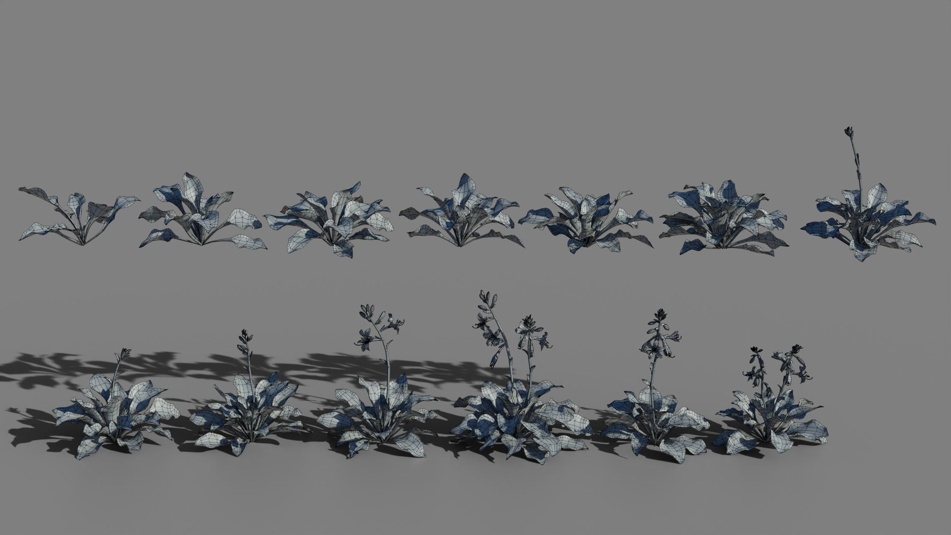 Hosta VFX Grace Low-poly 3D model_9