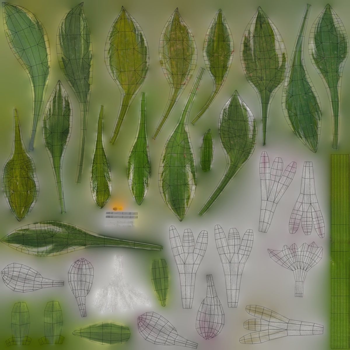 Hosta VFX Grace Low-poly 3D model_13