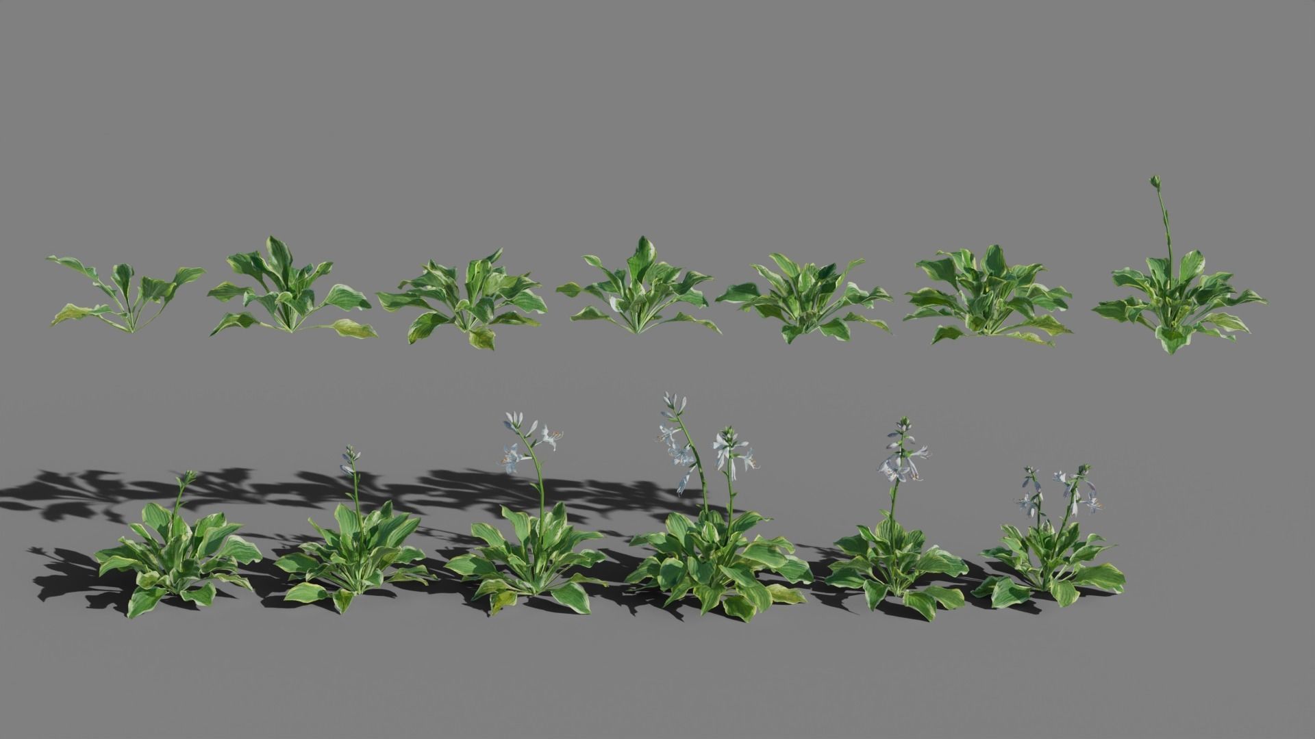 Hosta VFX Grace Low-poly 3D model_3