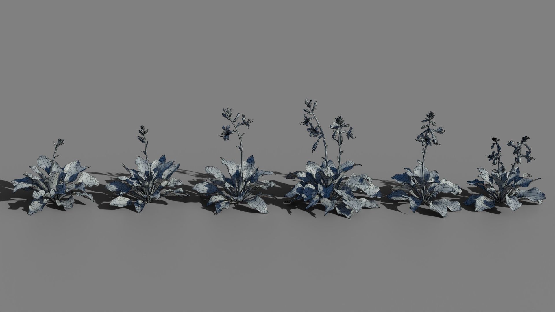 Hosta VFX Grace Low-poly 3D model_10