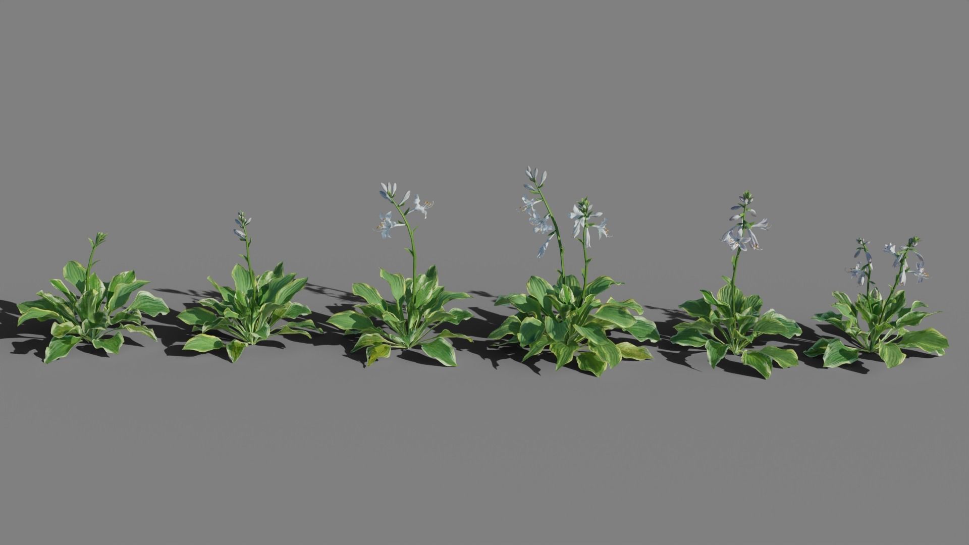 Hosta VFX Grace Low-poly 3D model_4