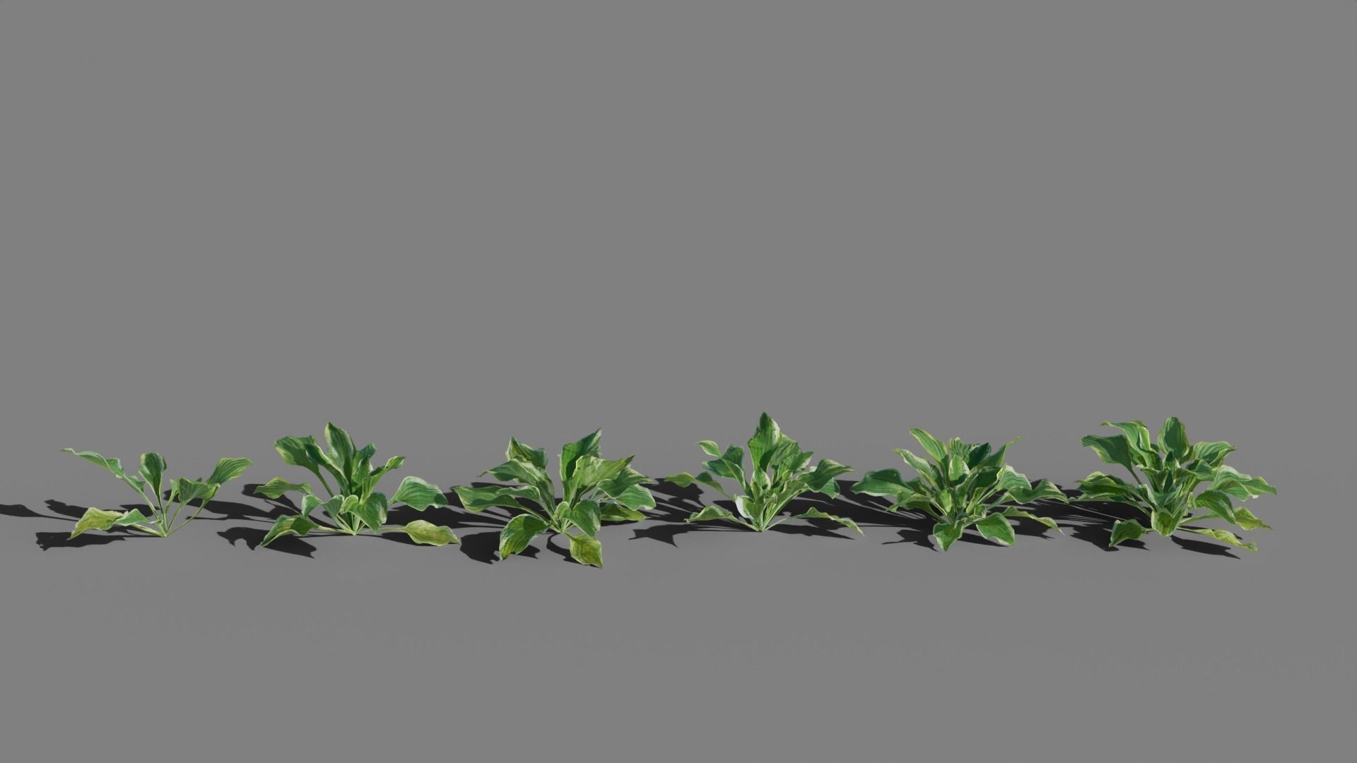 Hosta VFX Grace Low-poly 3D model_5