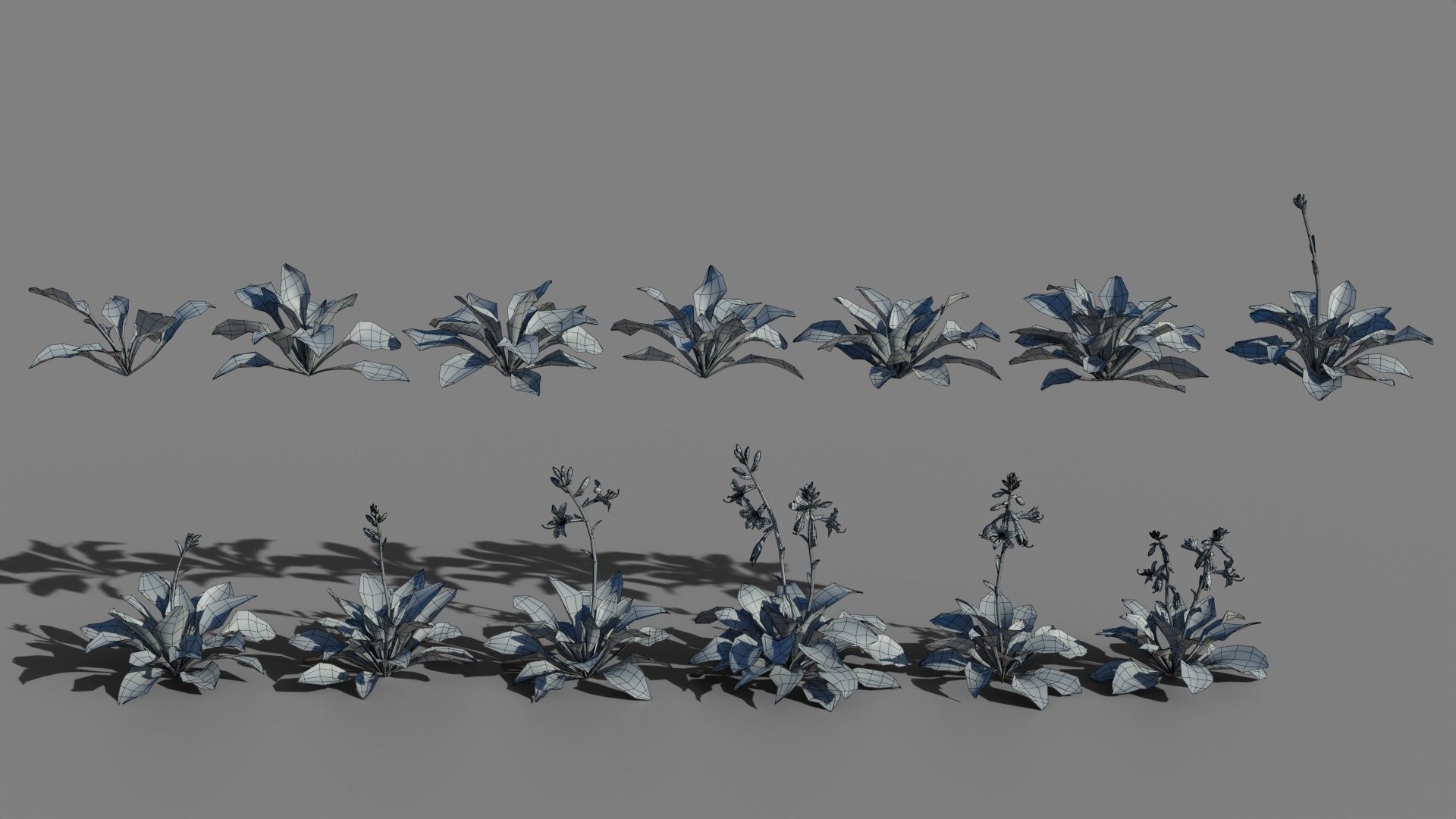 Hosta VFX Grace Low-poly 3D model_6