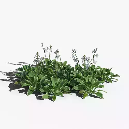 Hosta VFX Grace Low-poly 3D model