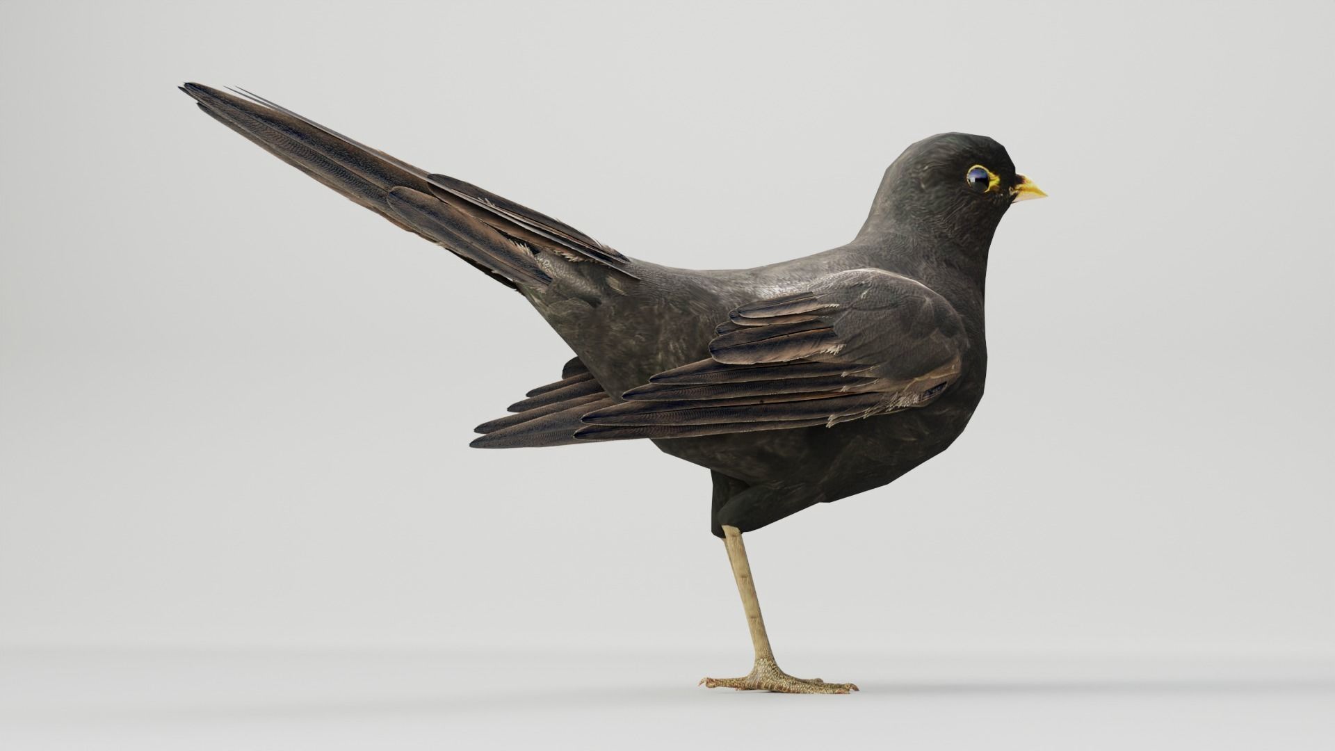 BLACK BIRD RIGGED 3D model_6