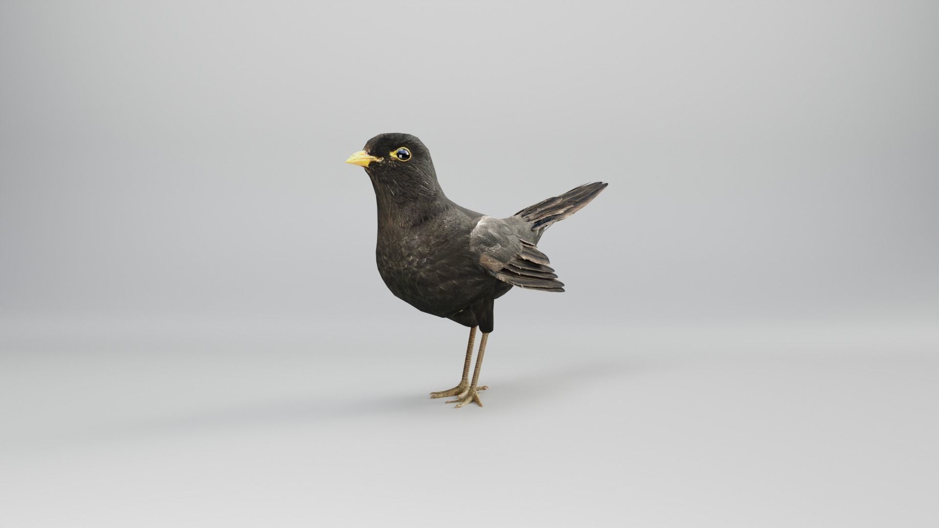 BLACK BIRD RIGGED 3D model_4
