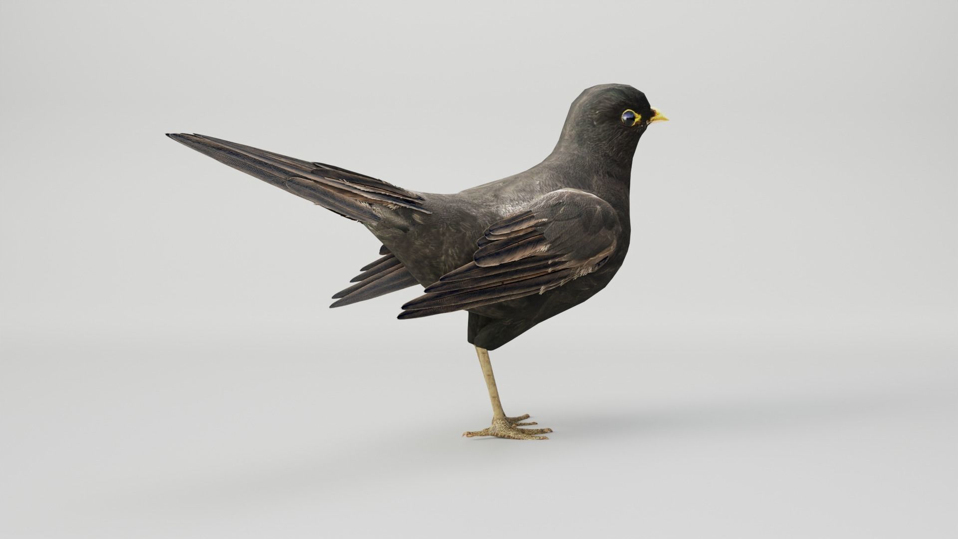 BLACK BIRD RIGGED 3D model_5