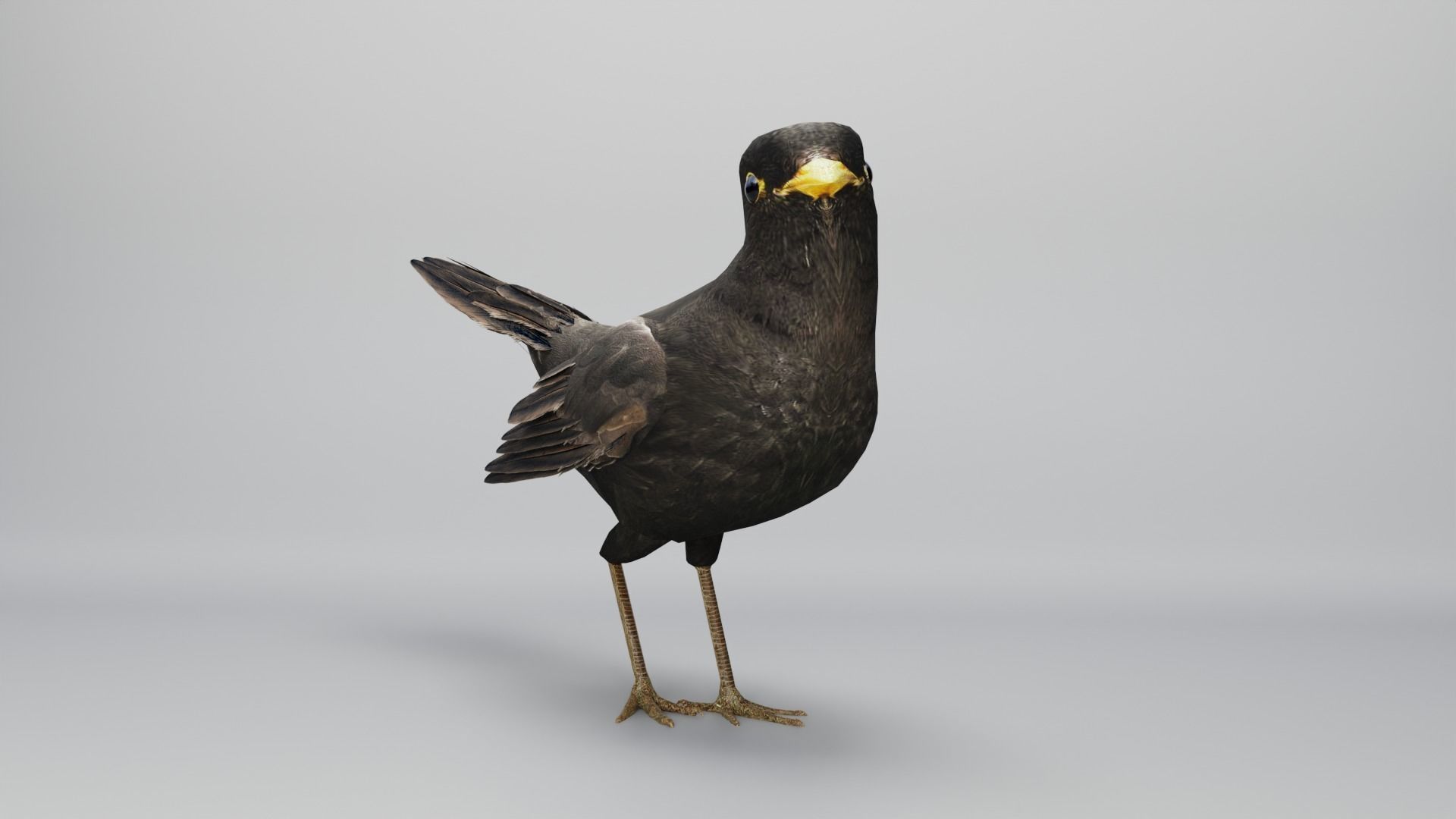 BLACK BIRD RIGGED 3D model_8