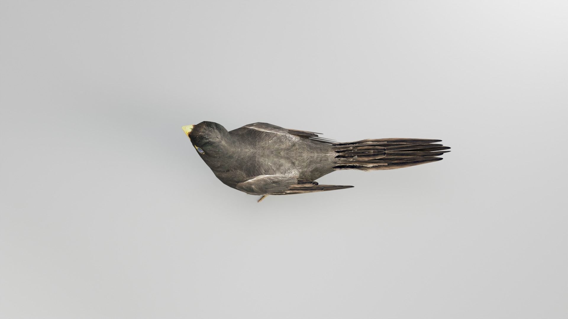 BLACK BIRD RIGGED 3D model_10