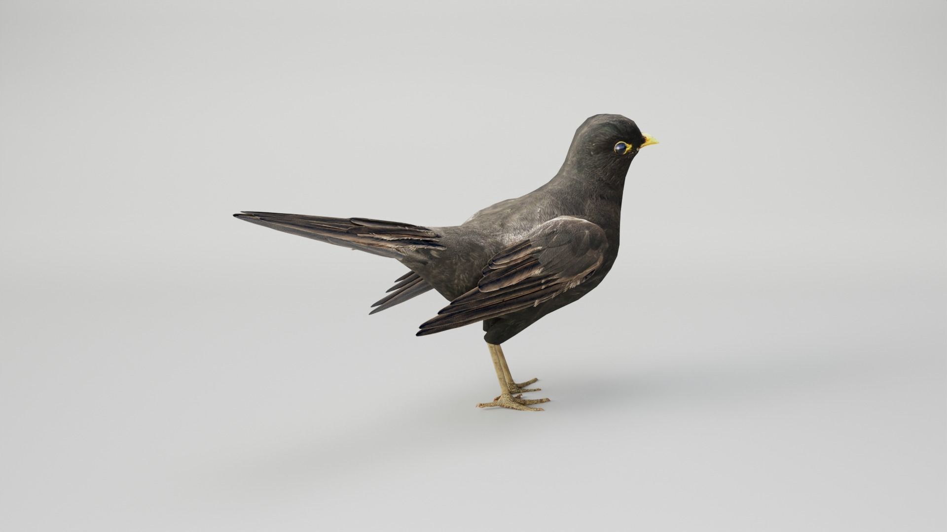 BLACK BIRD RIGGED 3D model_11