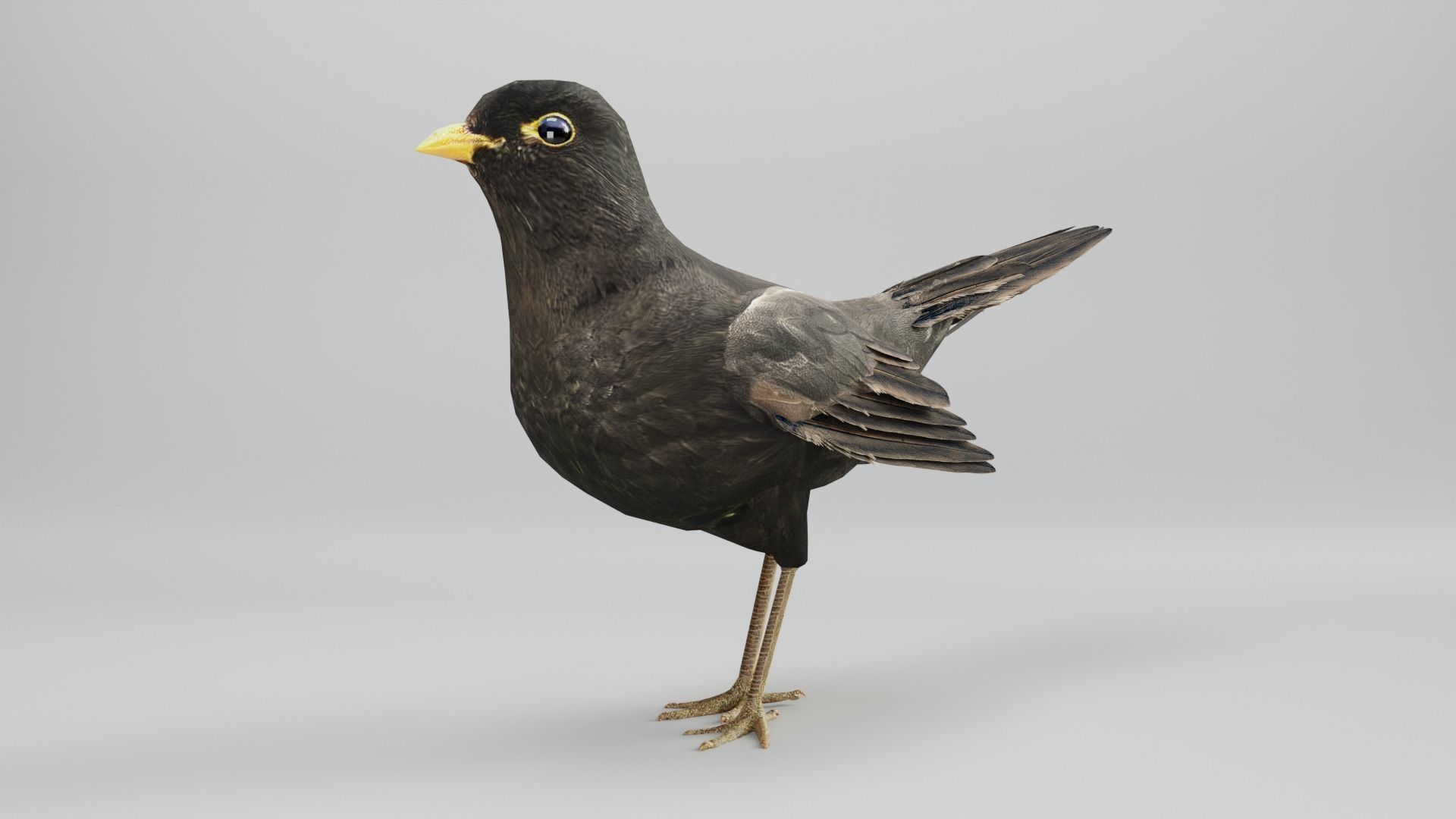 BLACK BIRD RIGGED 3D model_9