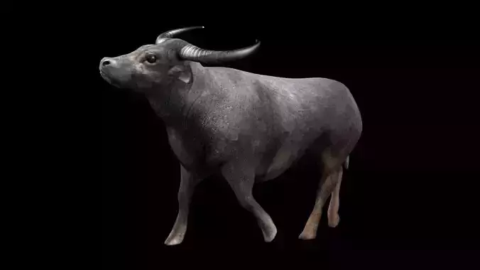 3DS Max Water Buffalo Rigged