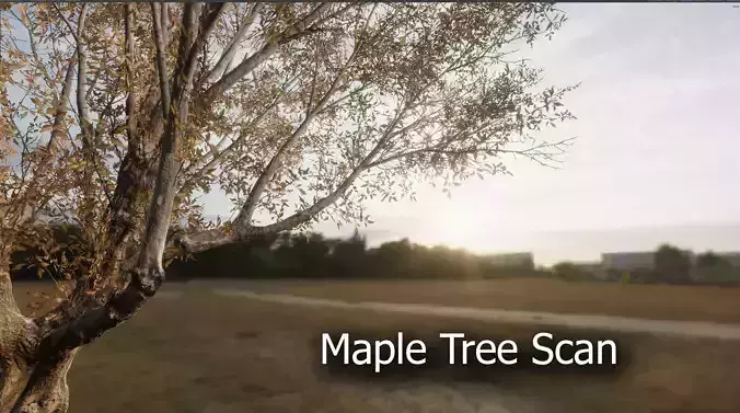 Maple Tree Shrubs Scan