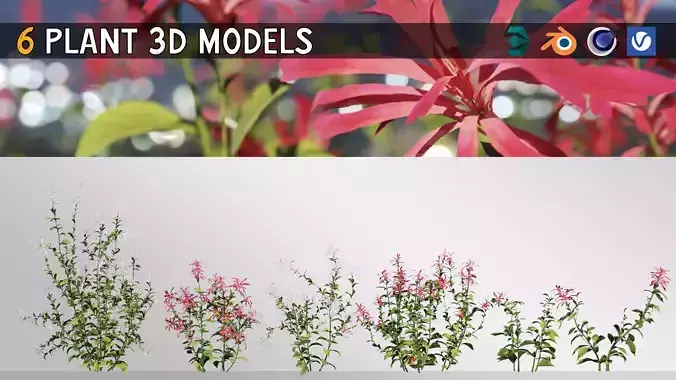 6 Cyrtanthera Carnea Plant Set