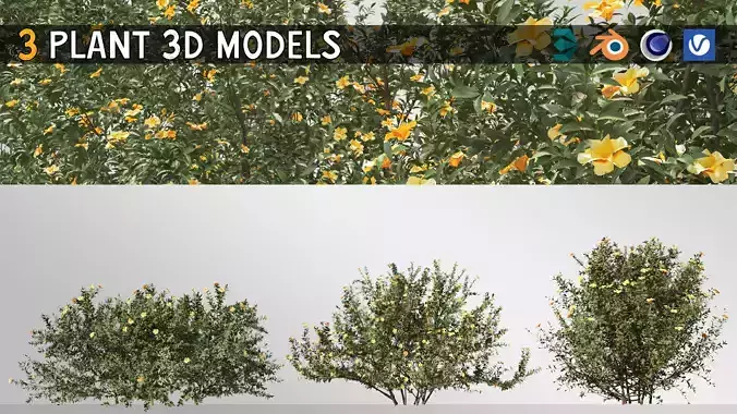 3 Allamanda Cathartica Plant Set