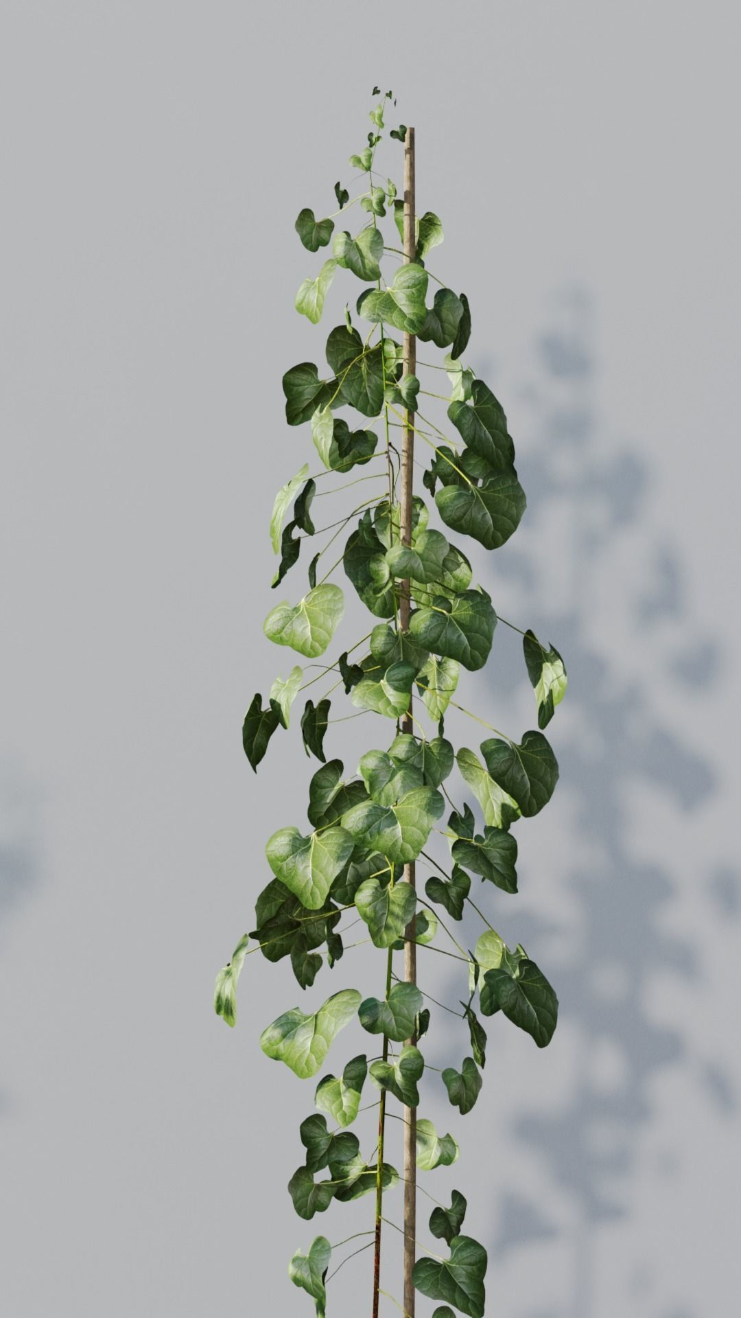 Potted plants collection 3D model_2