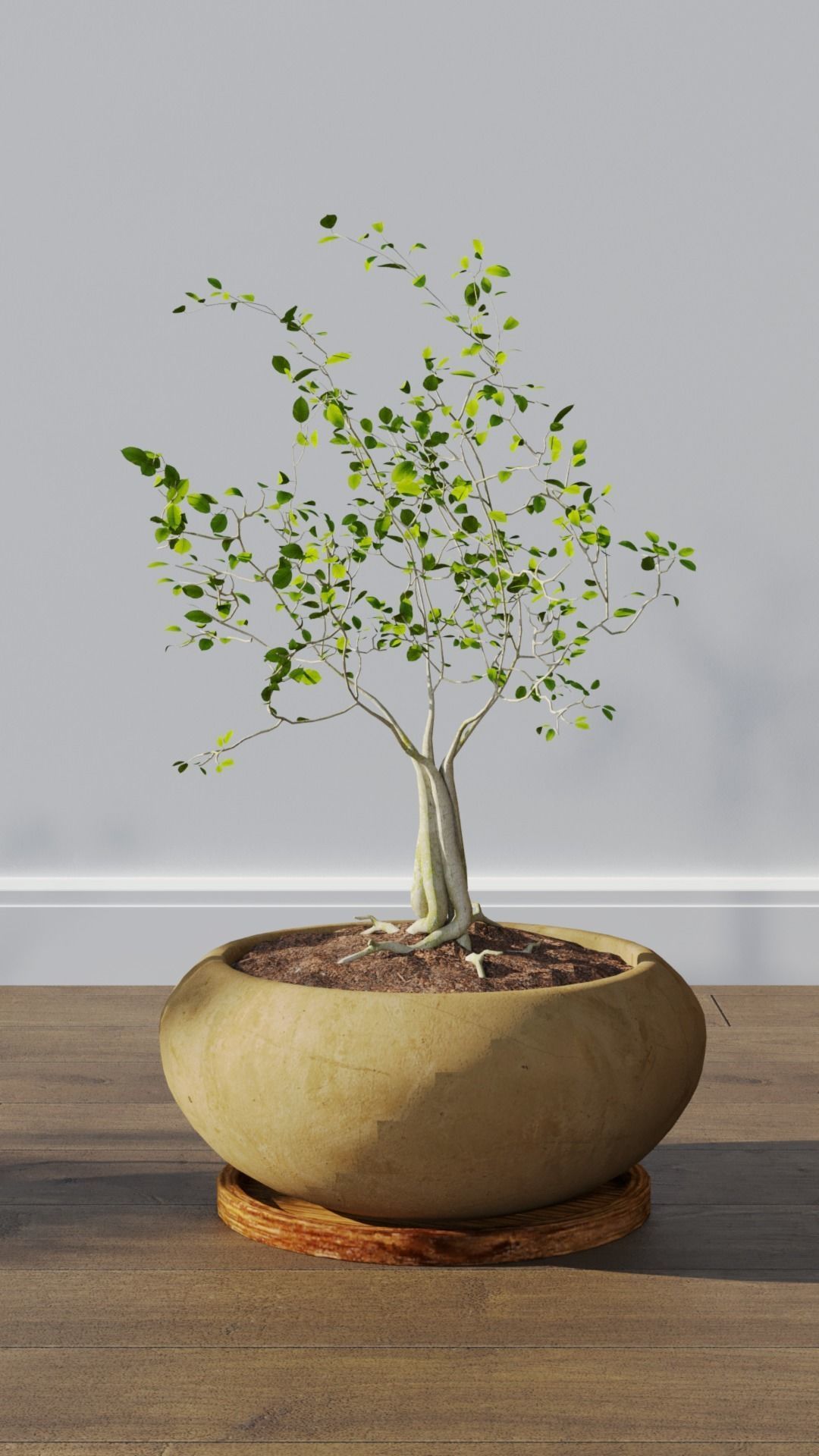 Potted plants collection 3D model_3