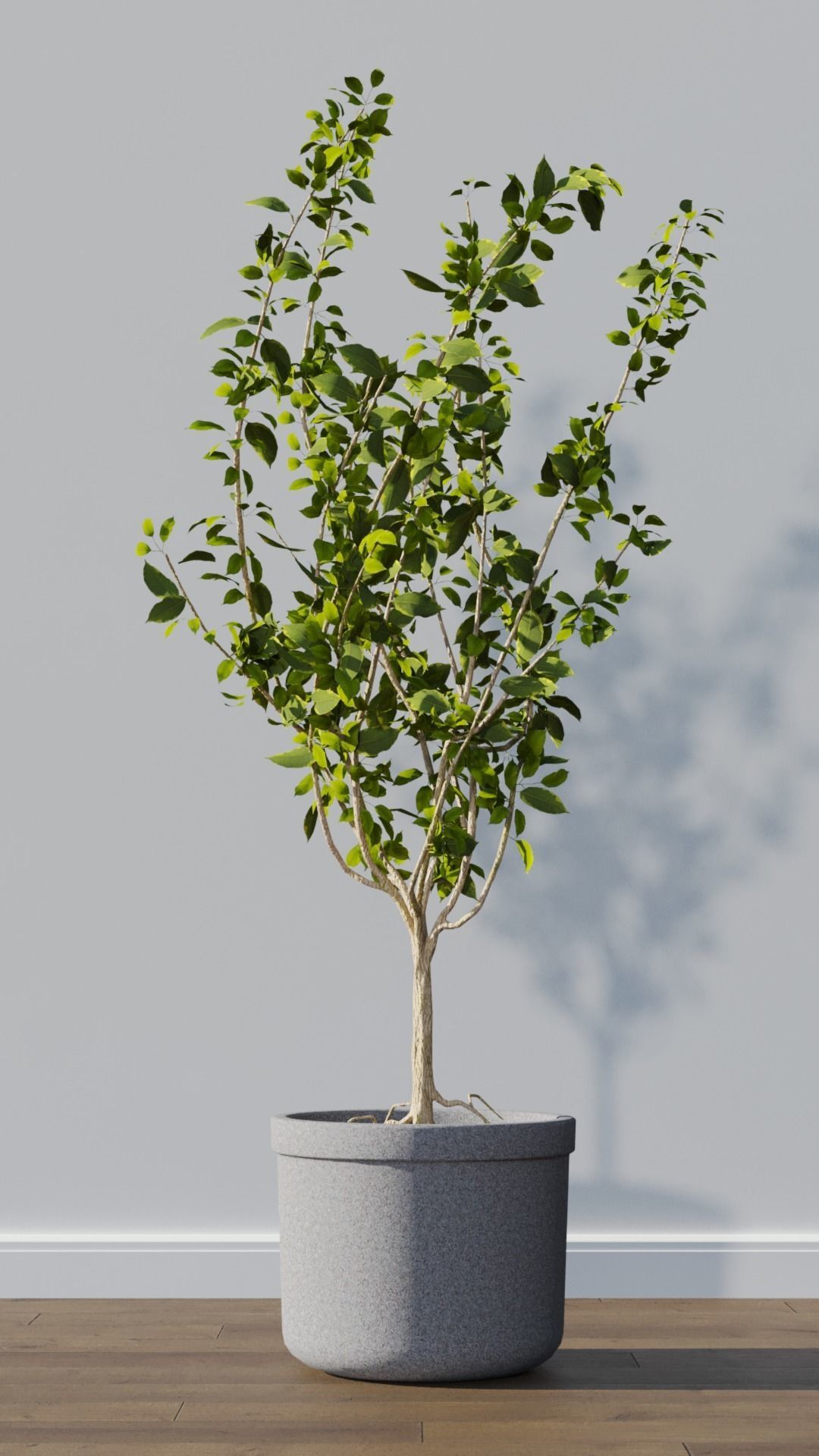 Potted plants collection 3D model_7