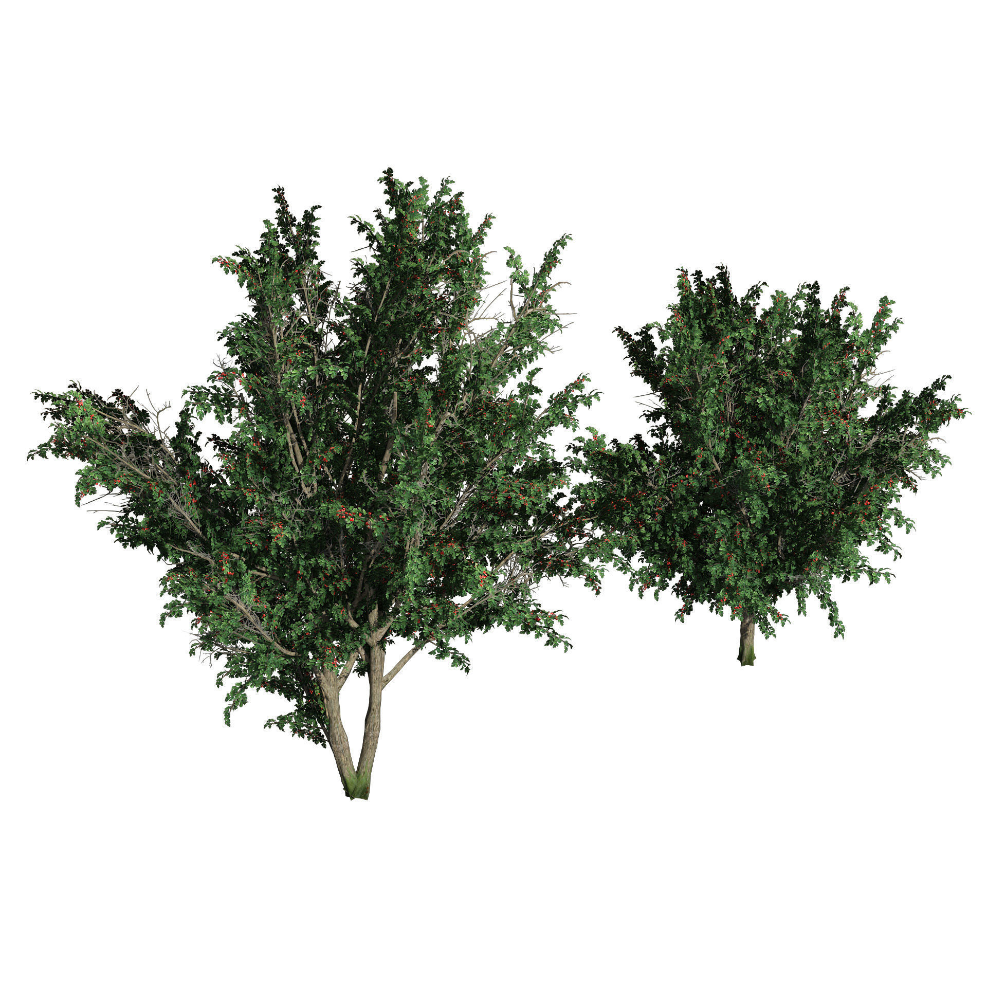 hawthorn fruit tree 3D model_5