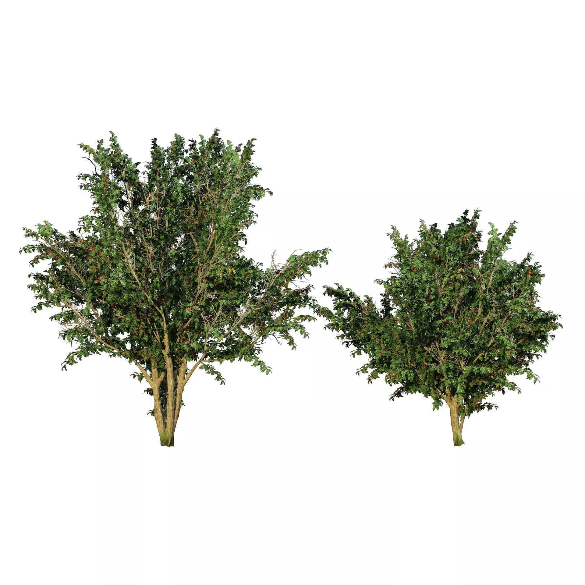 hawthorn fruit tree 3D model_0