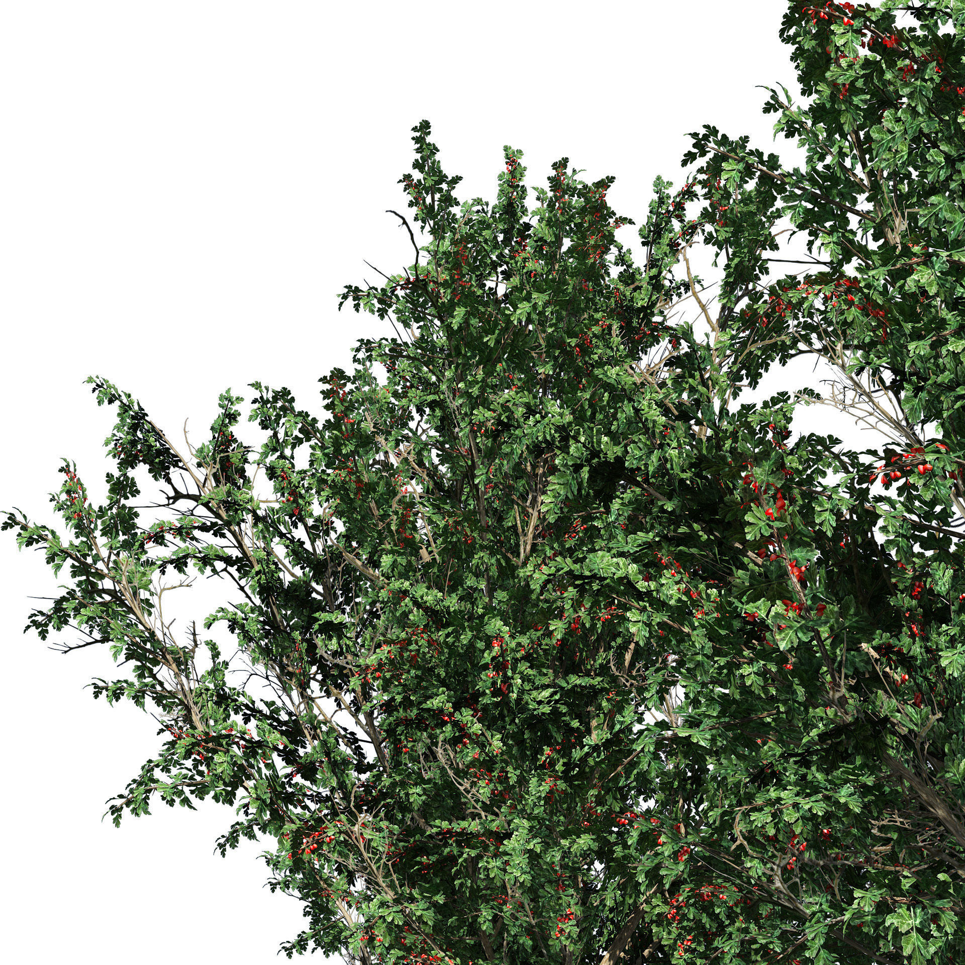 hawthorn fruit tree 3D model_1