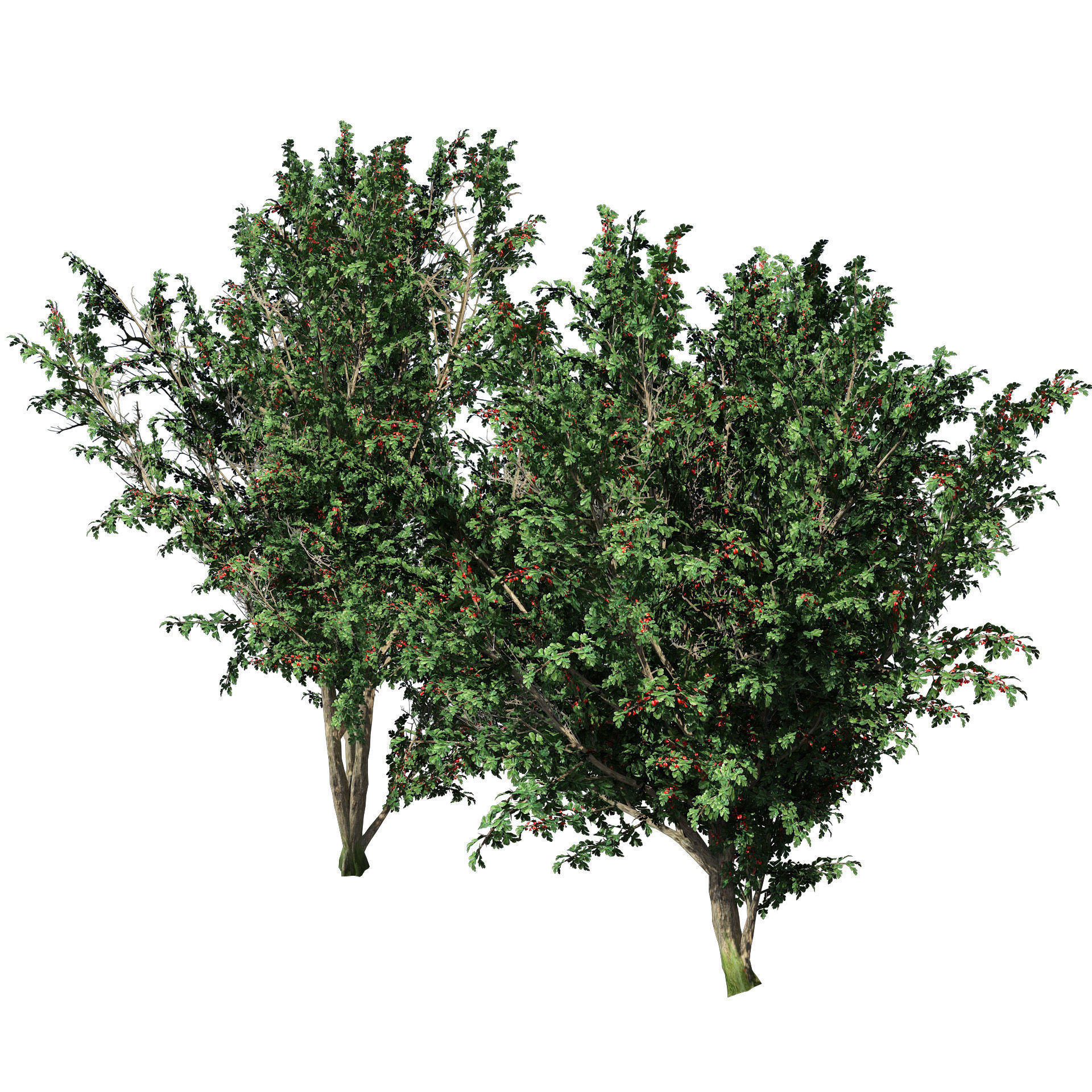 hawthorn fruit tree 3D model_3