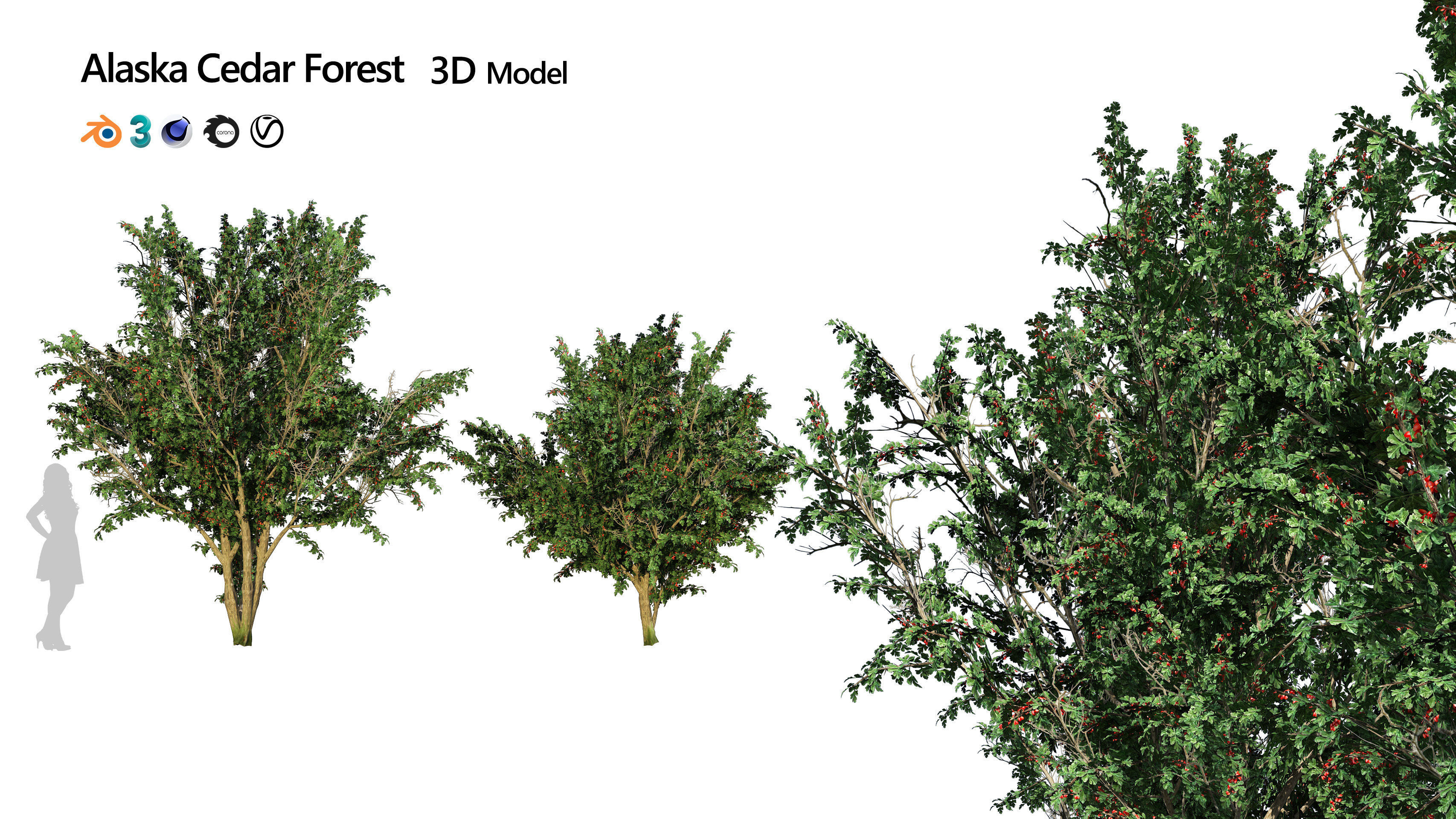 hawthorn fruit tree 3D model_2