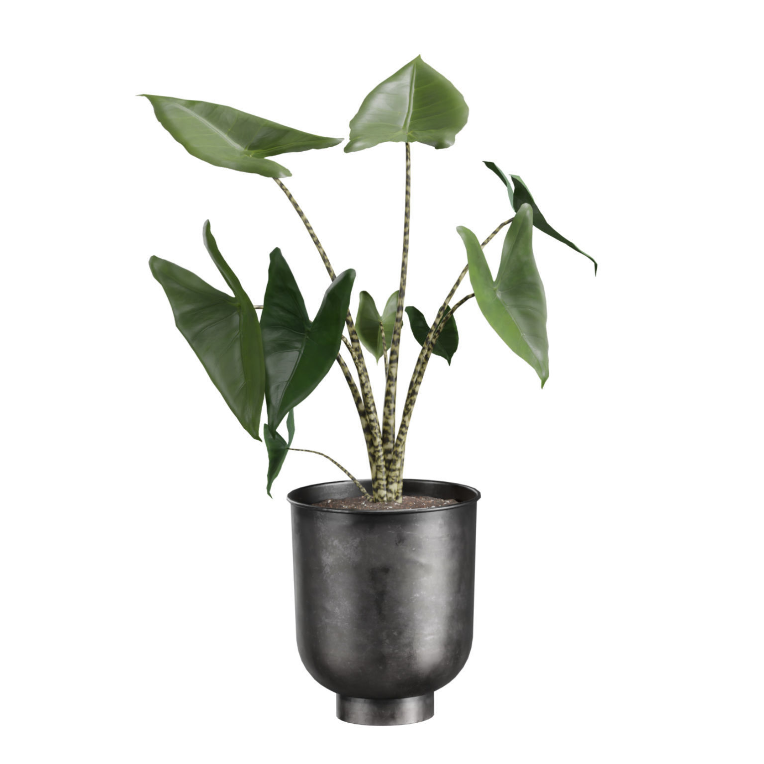 Indoor Plants Pack 40 Low-poly 3D model_5