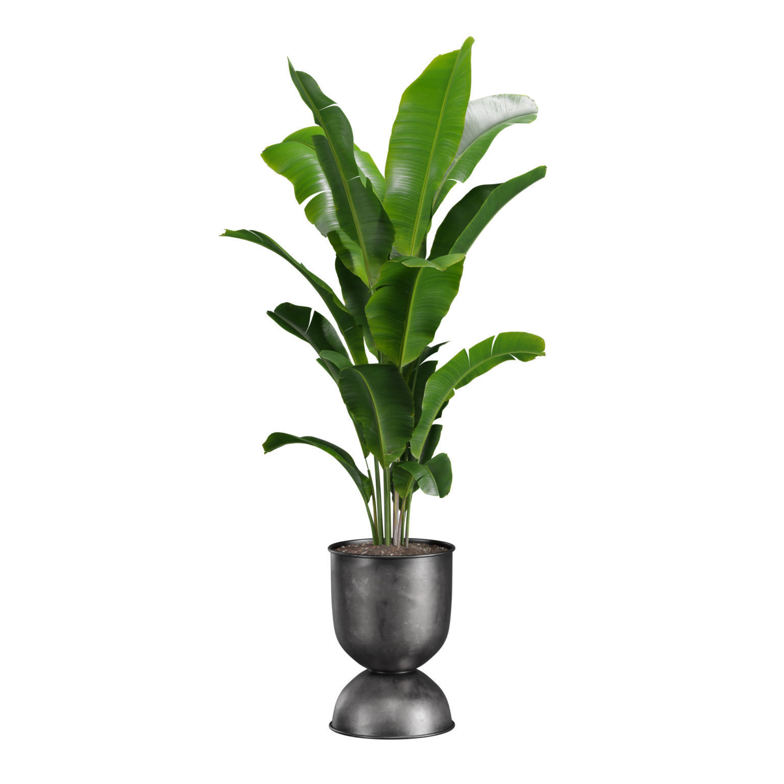 Indoor Plants Pack 40 Low-poly 3D model_3