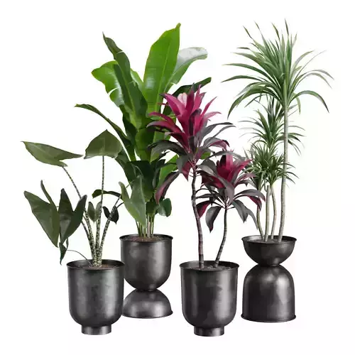 Indoor Plants Pack 40 Low-poly 3D model
