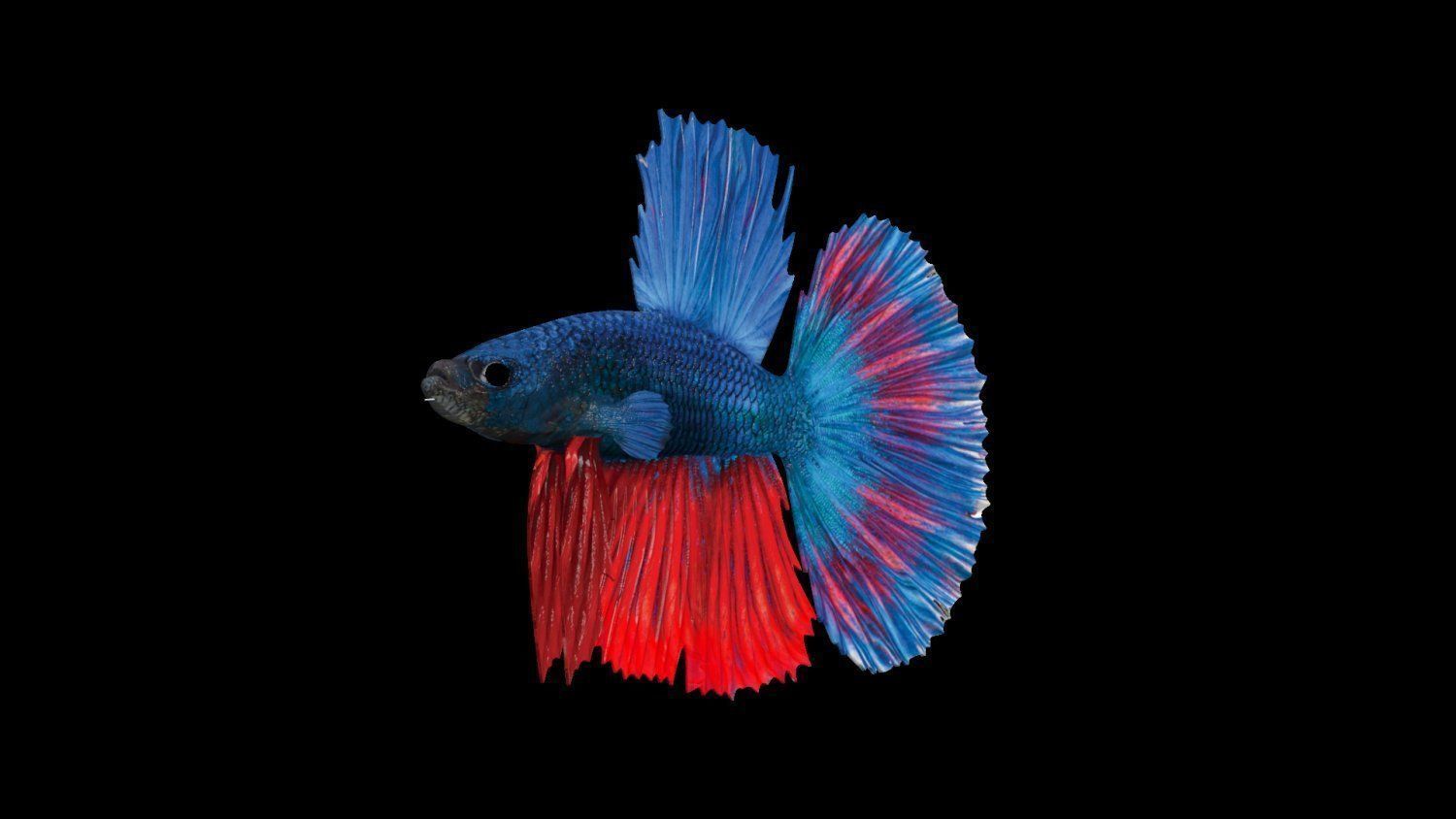 3DS Max Betta Rigged Low-poly 3D model_8