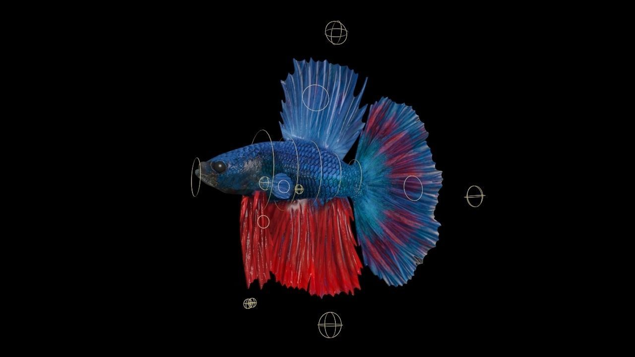 3DS Max Betta Rigged Low-poly 3D model_9