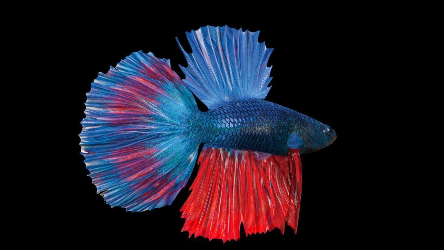 3DS Max Betta Rigged Low-poly 3D model_7
